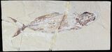 Bargain, Fossil Fish (Halec) - Lebanon #28206-1